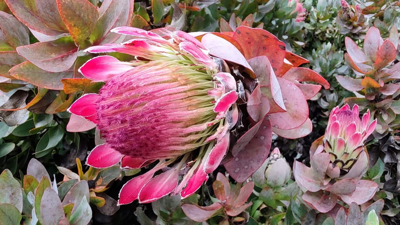 There are lots of exotic flora in the Blue Mountains Botanic Garden