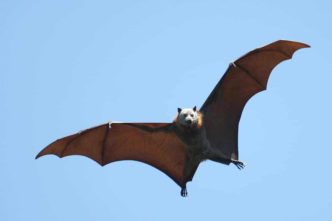 Fruit bat