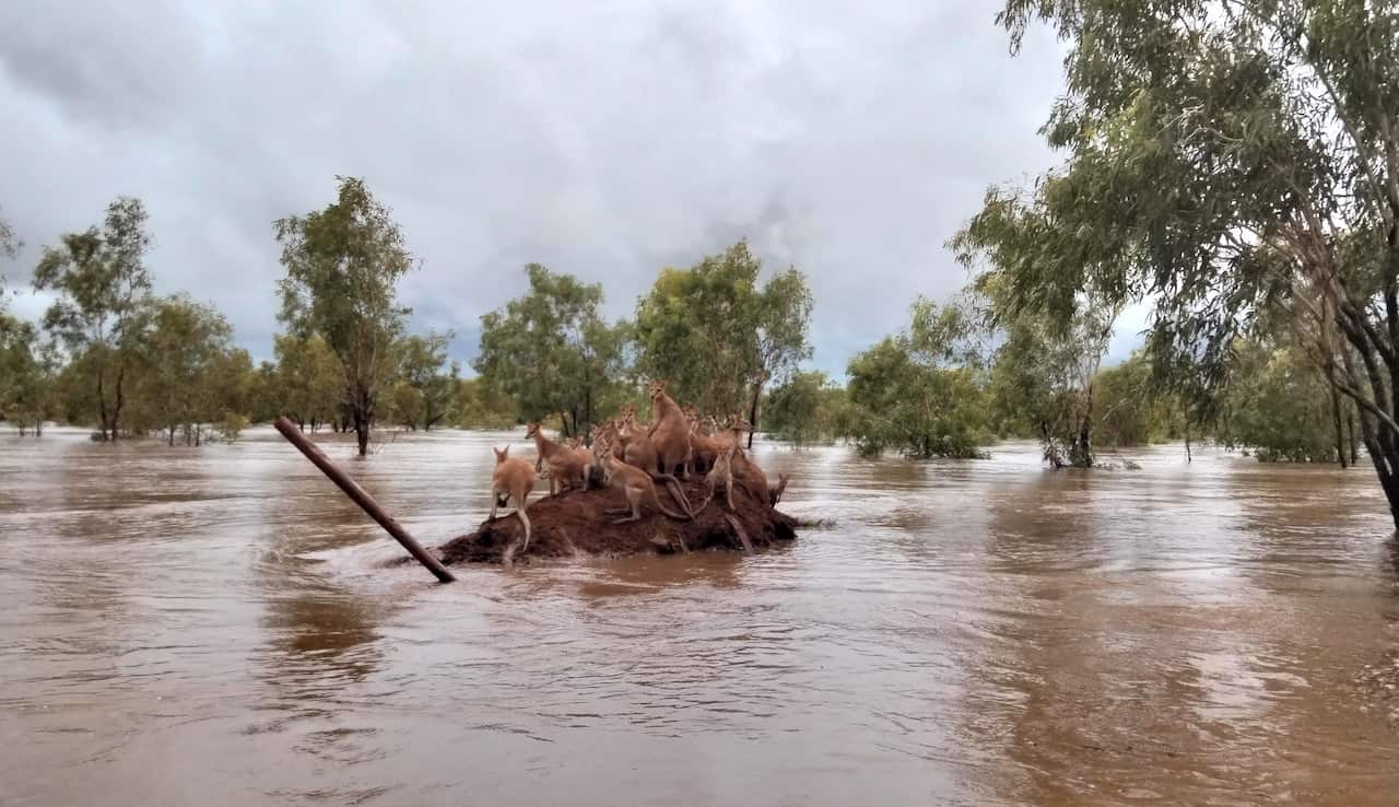 More than a dozen kangaroos huddled together on a small mound of dirt that sits just above the flood waters.
