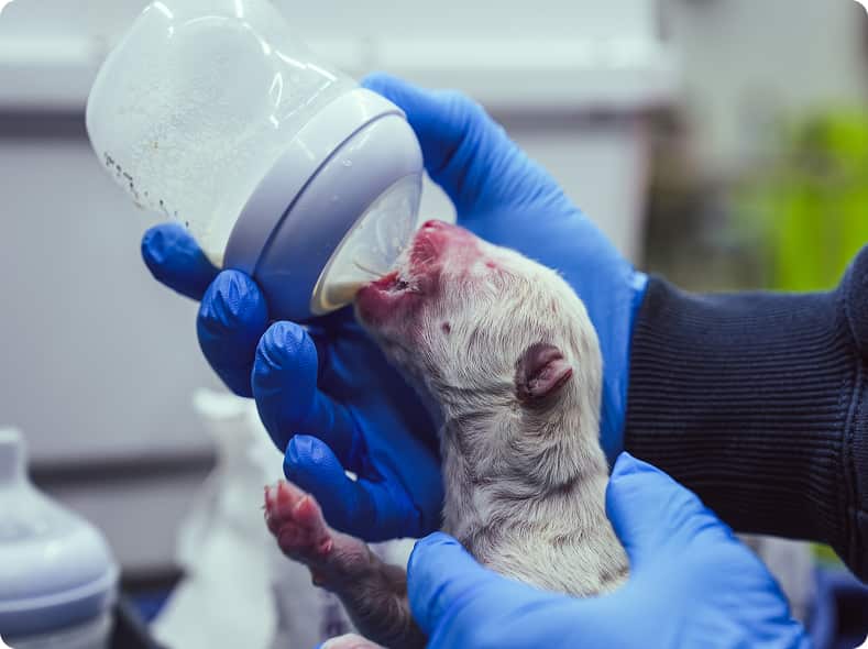 A white wolf pup is held in blue-gloved hands and fed a bottle