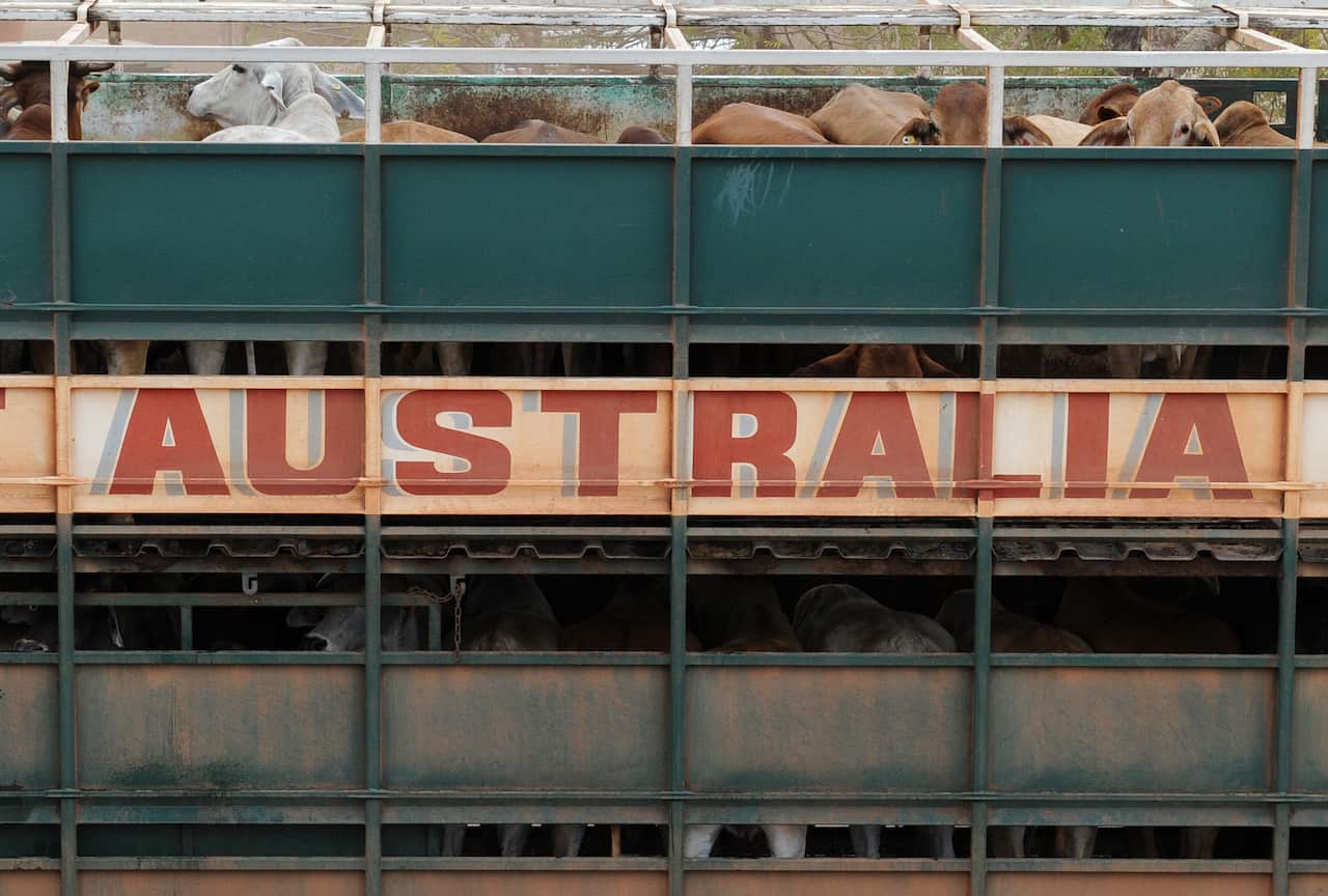 CATTLE NORTHERN TERRITORY FEATURE