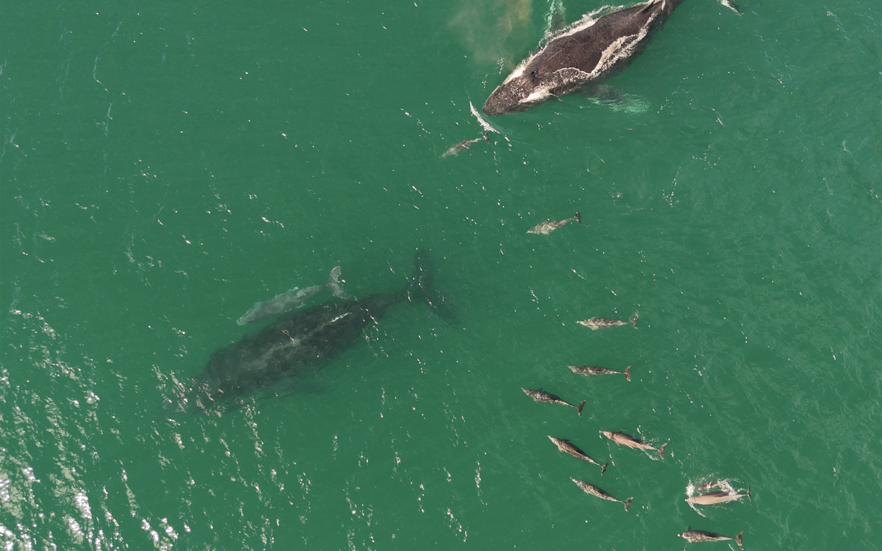 Gumbaynggirr Country dolphins and humpback whales