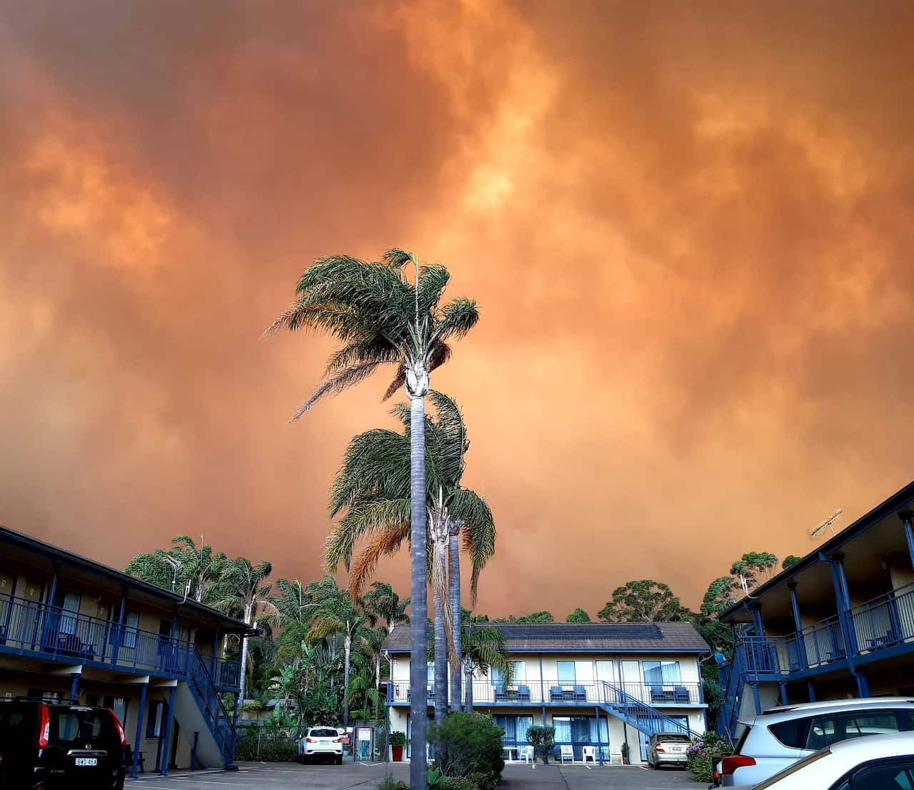 A view of palm trees with smoke in the background at Batemans Bay