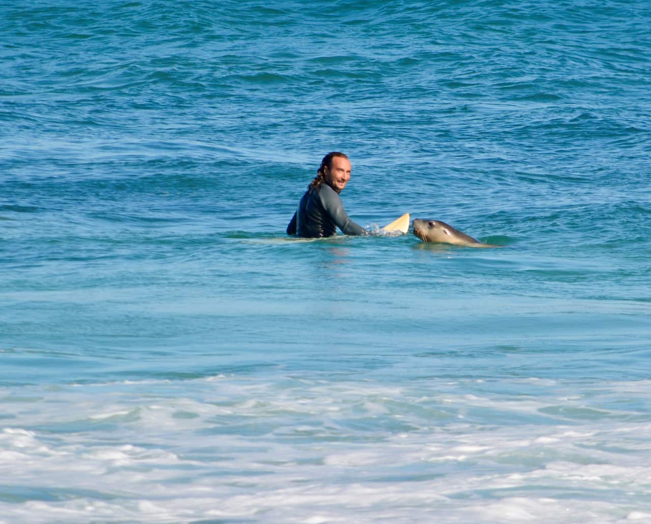 Alessandro Bianchetti surfing in the ocean with a seal