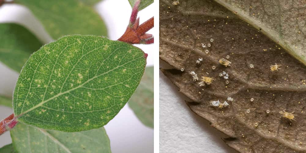 spider mites.png