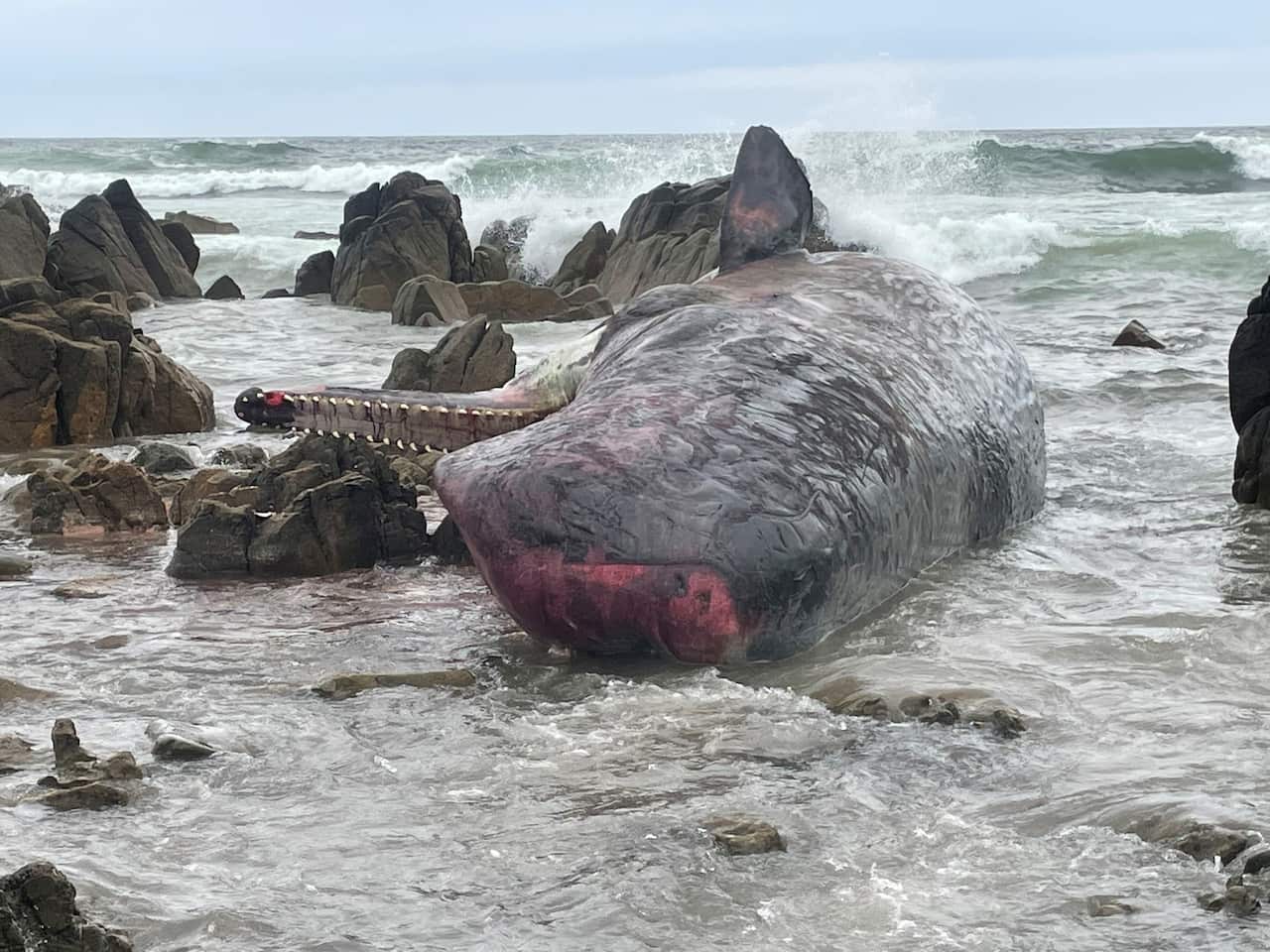 A supplied image of one of the sperm whales washed ashore on King Island, north of Tasmania.