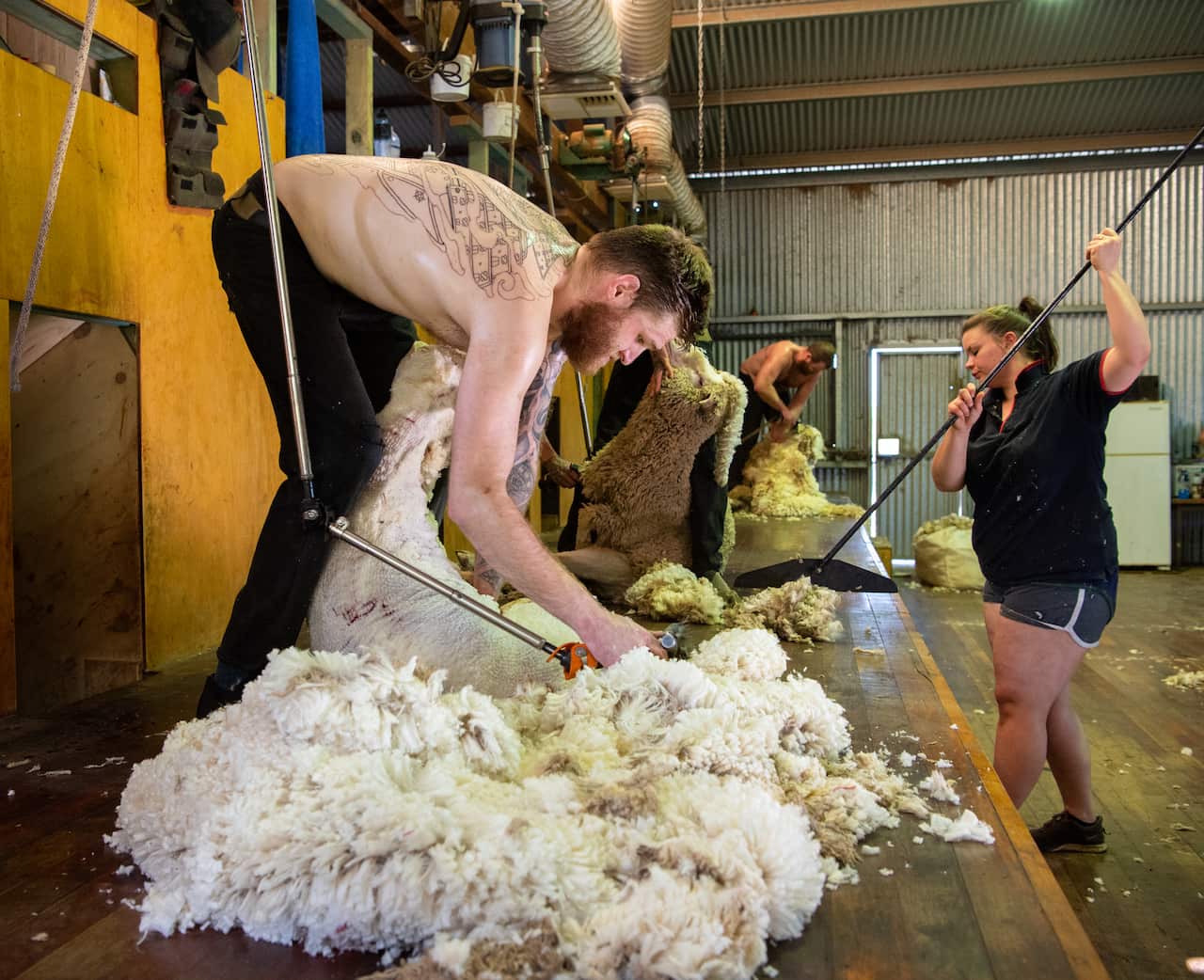 Sheep shearing in Australia