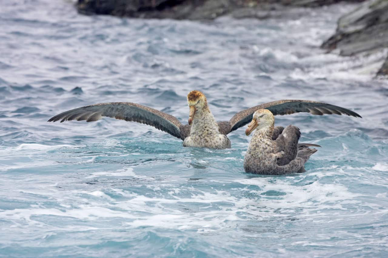 A pair of Northern Giant Petrels, large brown and grey birds with long beaks, sit on moving seawater close to rocks.