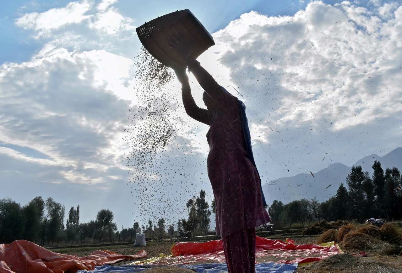 A woman winnowing while harvesting rice.