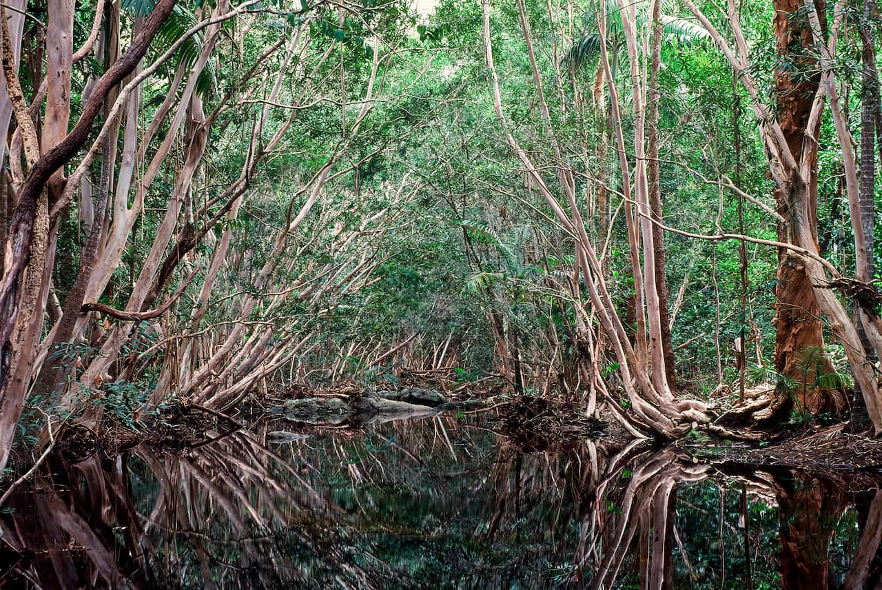 McIlwraith Range Peach