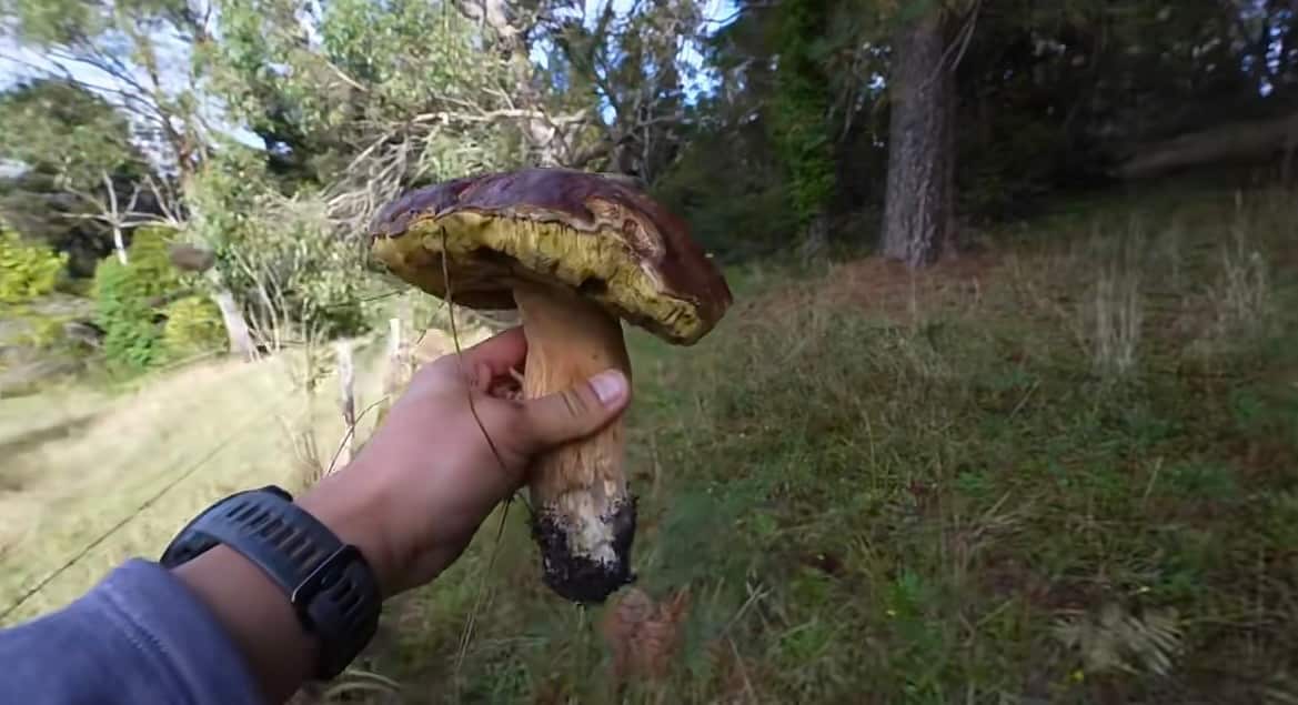 wild mushroom (6).png