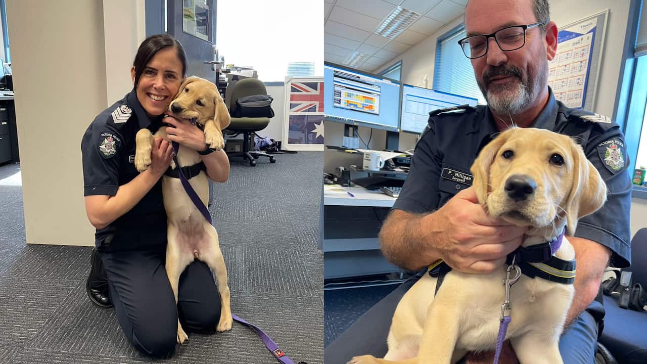 seeing eye dogs puppy carer (6).png