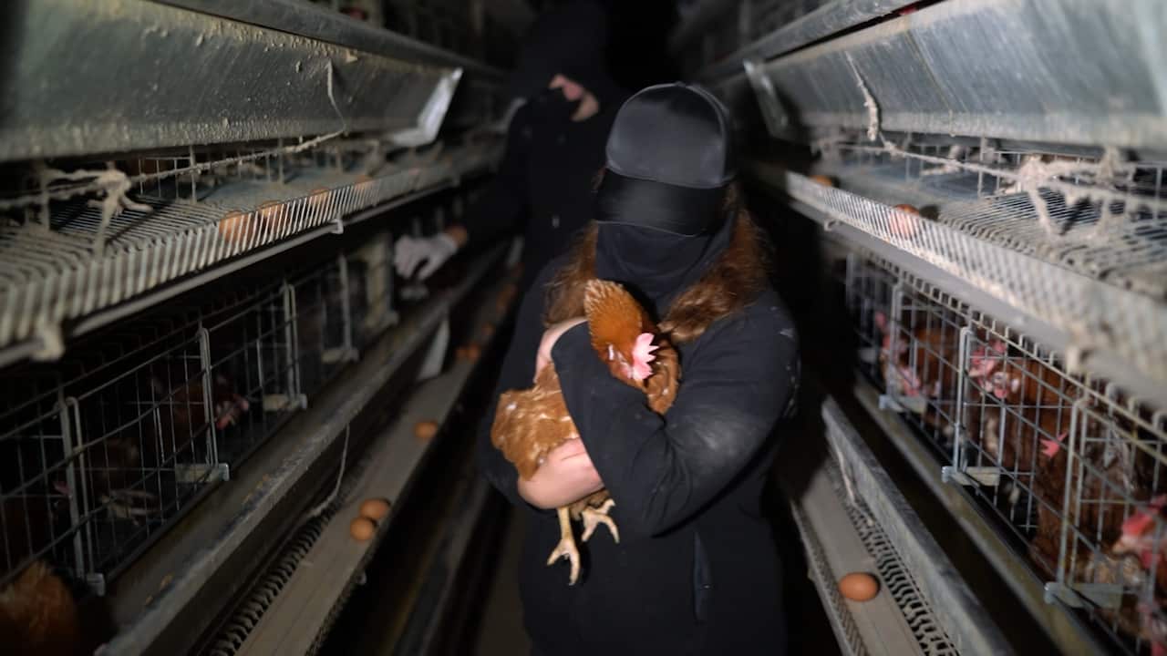 Two activists dressed in black with their faces covered inside a caged egg farm, one holding a chicken in their arms.