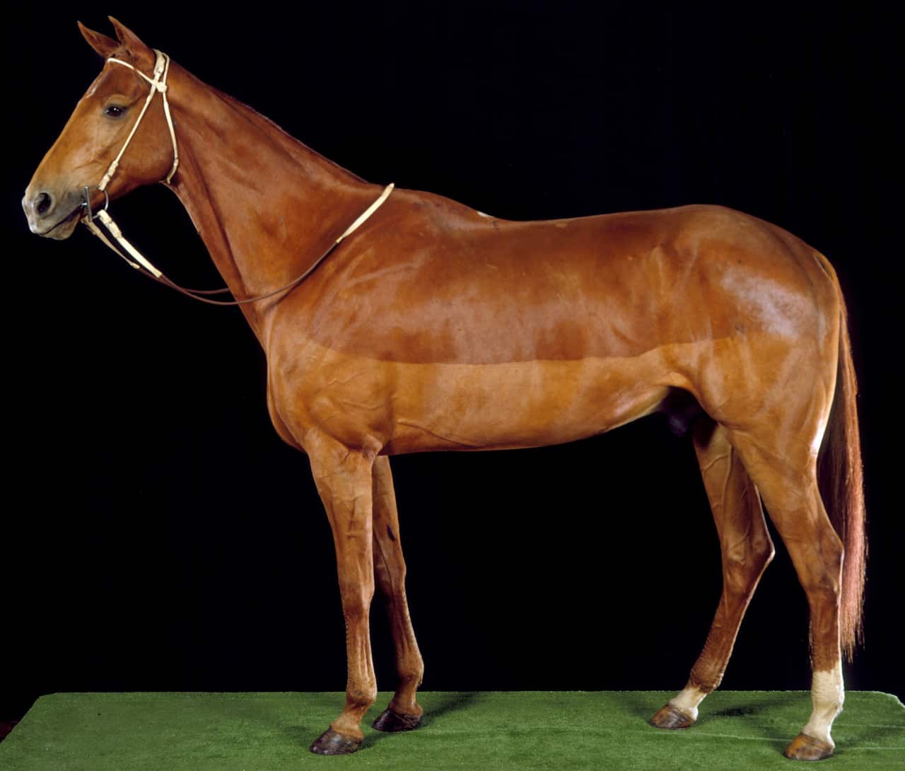 PHAR LAP ARSENIC