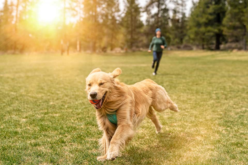 A beginner’s guide to owning a pet in Australia | SBS | SBS English