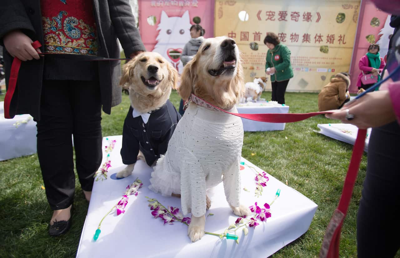 Group Wedding For Pet Dogs In Beijing