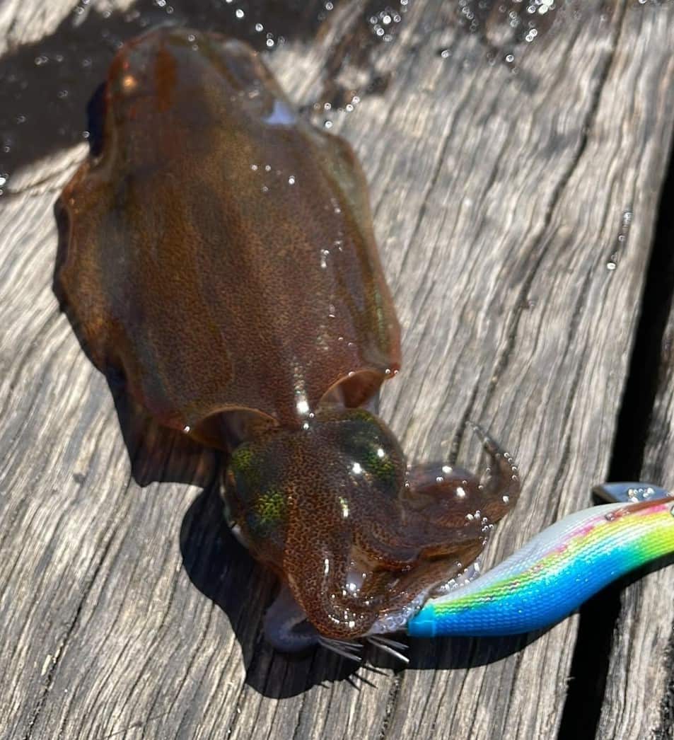 Tomaru60 アオリイカ (2).jpg