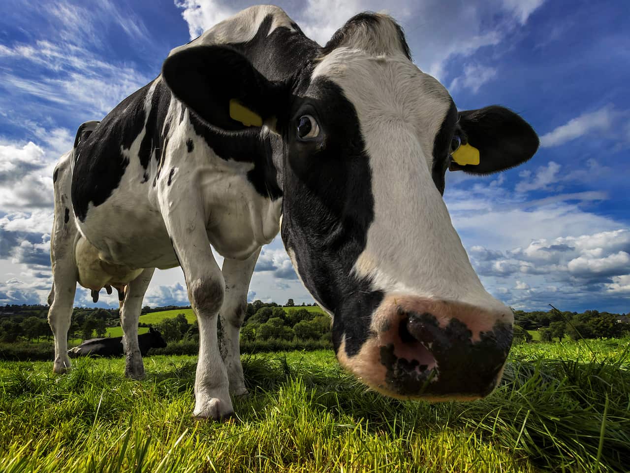 Wide angle close up of a Holstein cow