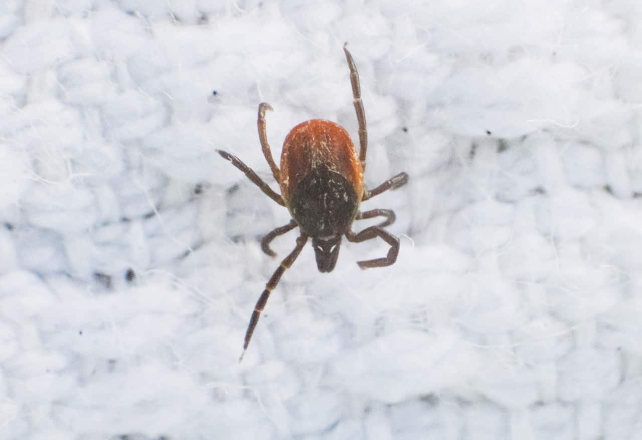 A brown tick over a white background. 