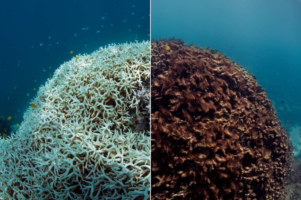This photo shows before, March 2016, left, and after, May 2016, images of coral bleaching and death at Lizard Island on Australia's Great Barrier Reef.