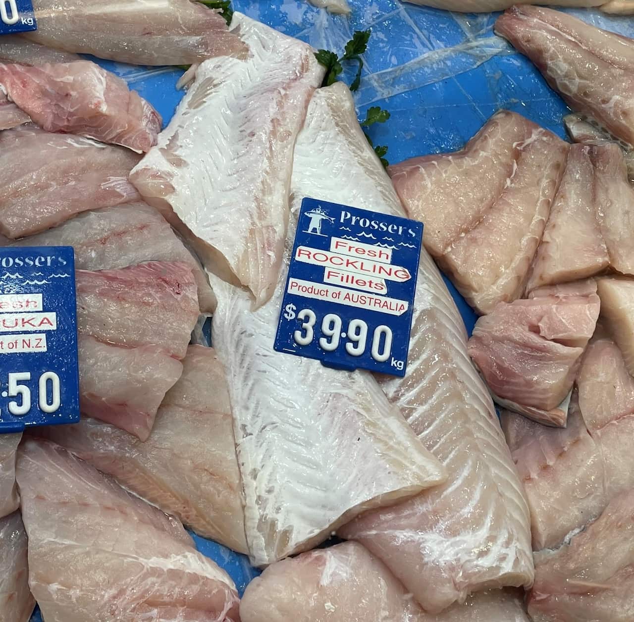 Tomaru51 Rockling (2).jpg