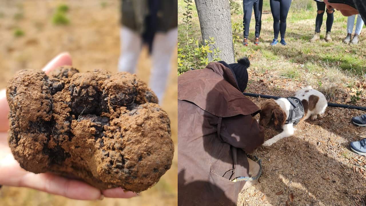 캔버라 트러플팜(Truffle Farm). Credit: SBS 한국어프로그램