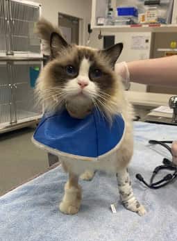 A ragdoll cat with a bandaged front left foot standing on a surgery table.