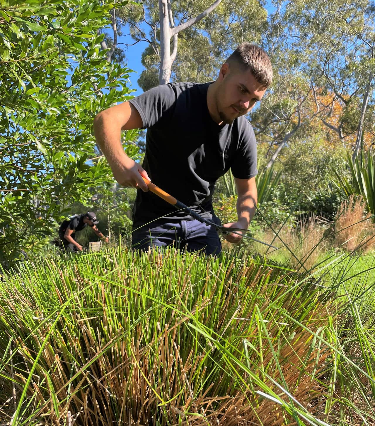 A young man with clippers cuts back a plant in a native garden.