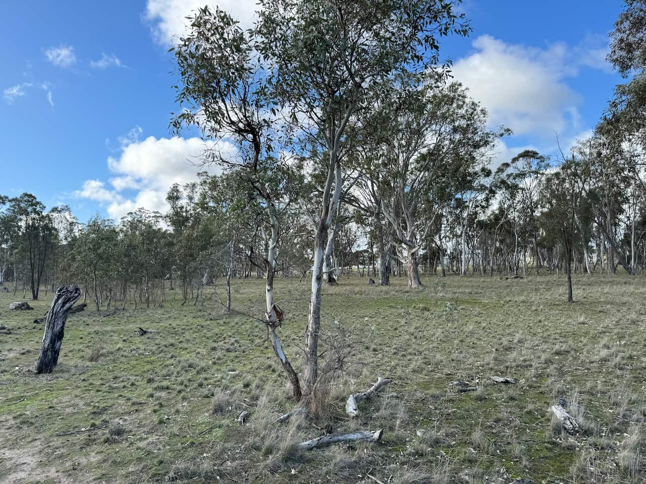 New trees in the middle of a dry lake. The ground is covered in green growth.