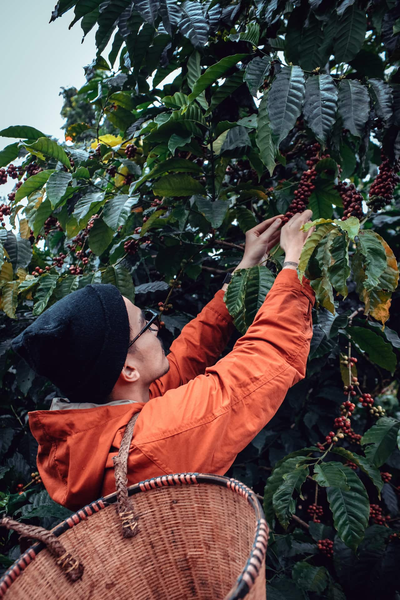labour-Man in orange hoodie jacket harvesting coffee beans-pexels-thủy-durio.jpg