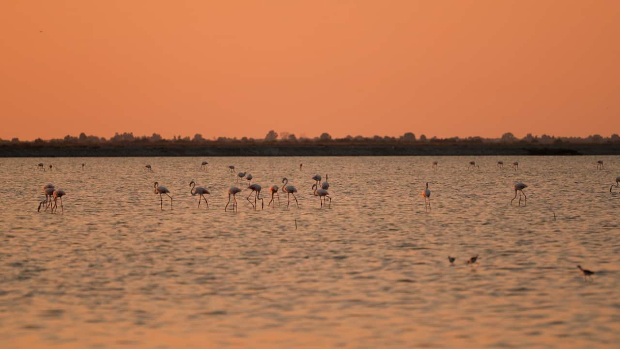 Flamingos wade through a shallow coastal lagoon at sunset,