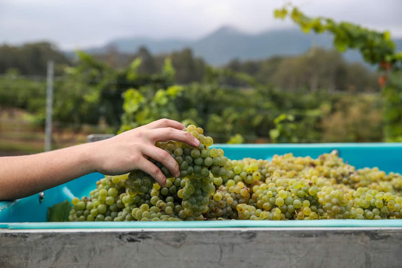 Wine Harvest Gets Underway In Hunter Valley