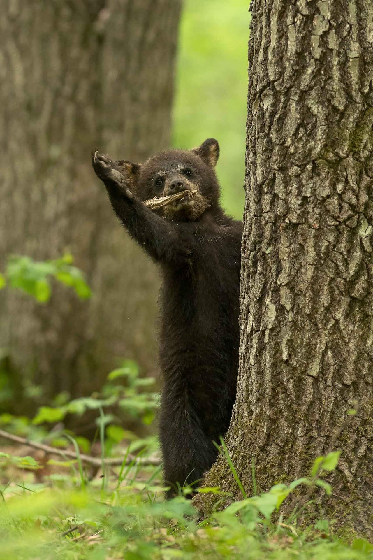 31. Dave-Shaffer_Curtain-Call-II_00002078.jpg
