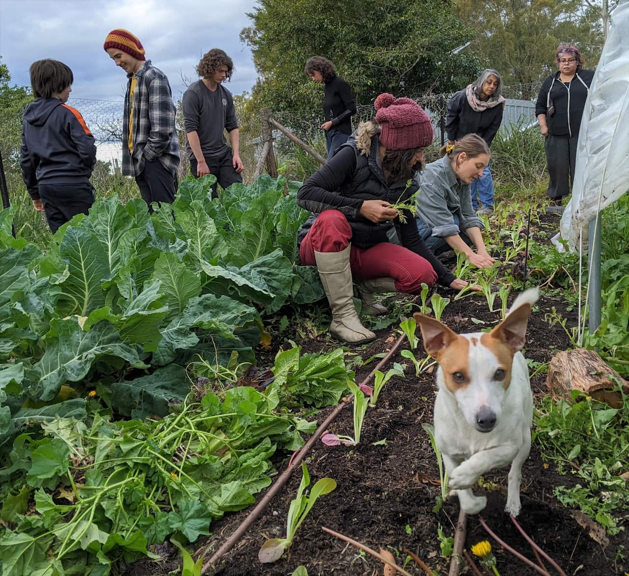 A dog in running in the foreground, as volunteers work in the background on a garden plot.