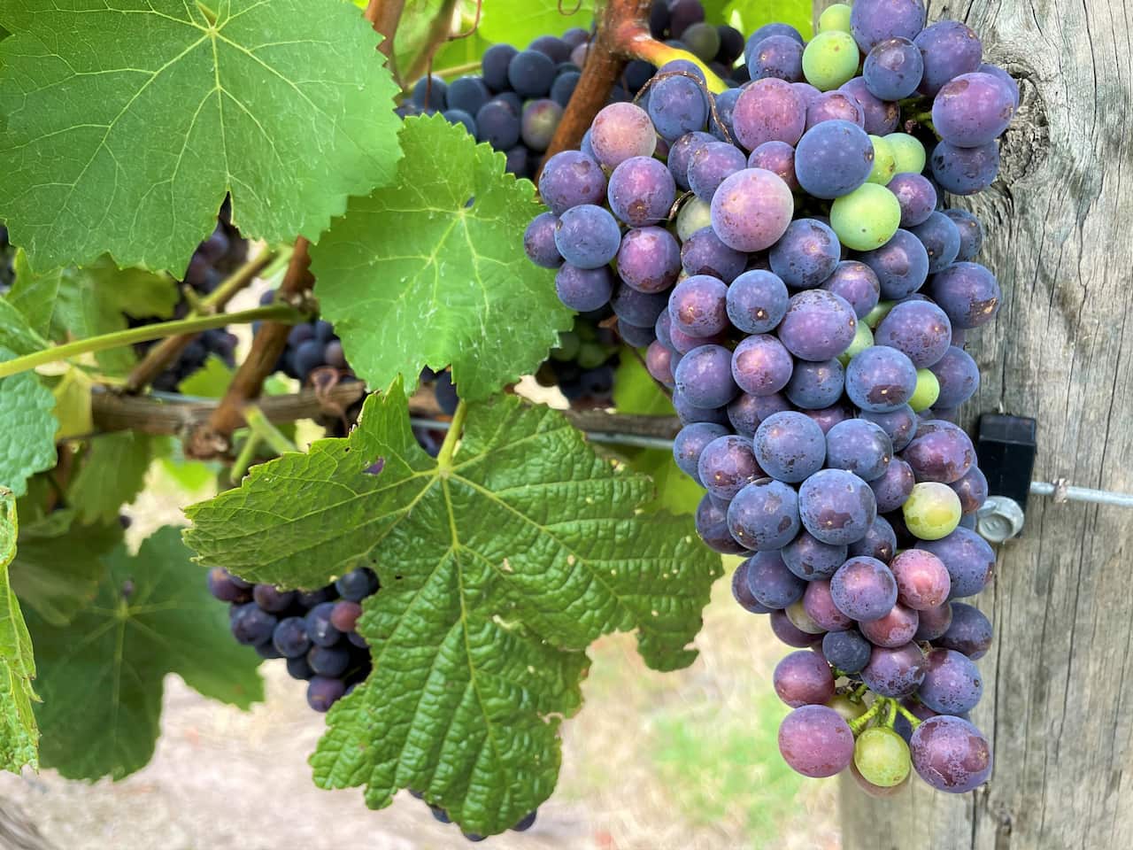 Ripe red wine grapes hang on a vine among green leaves.