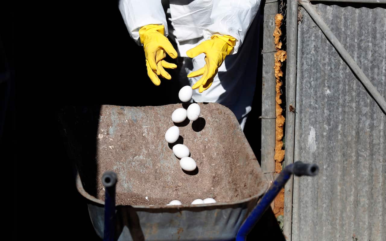 Worker disposing contaminated eggs