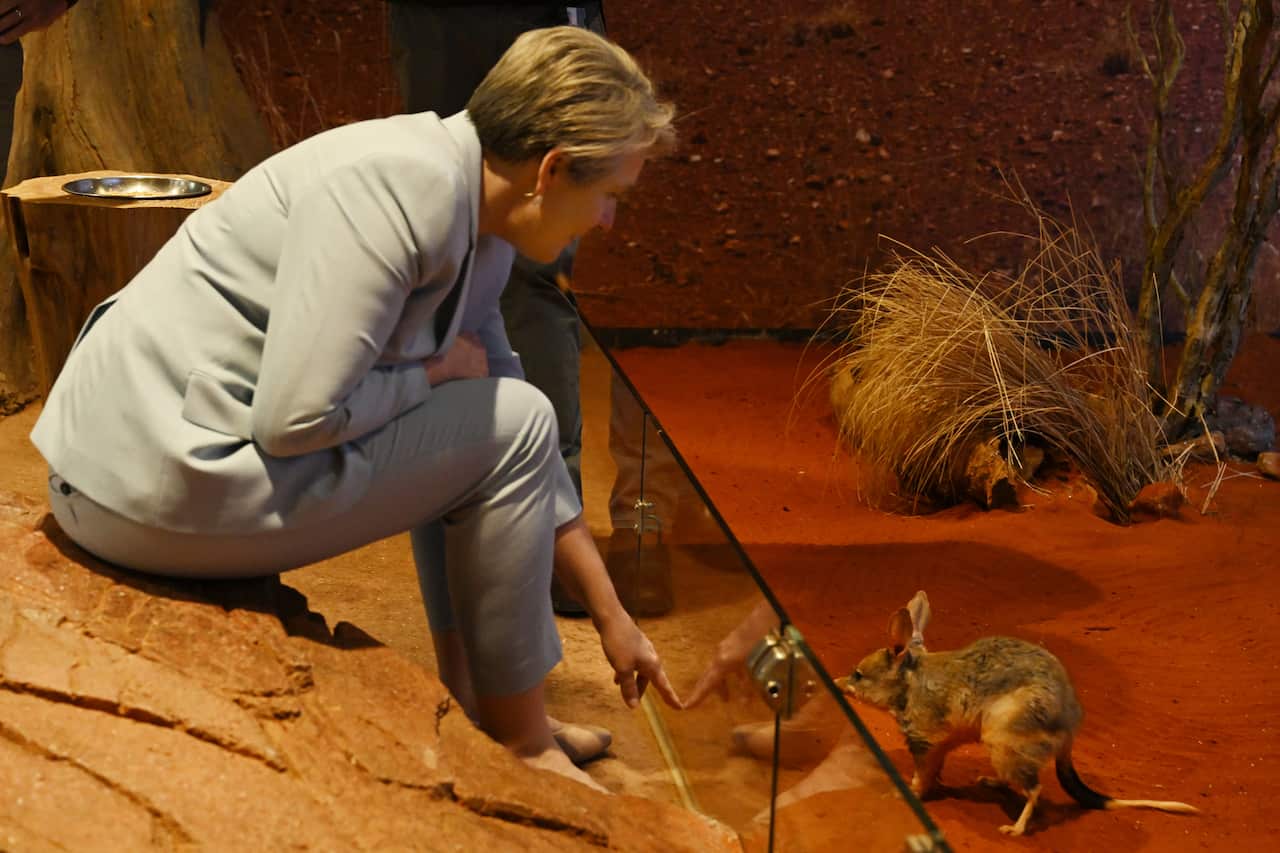 Tanya Plibersek looking at a Greater Bilby.