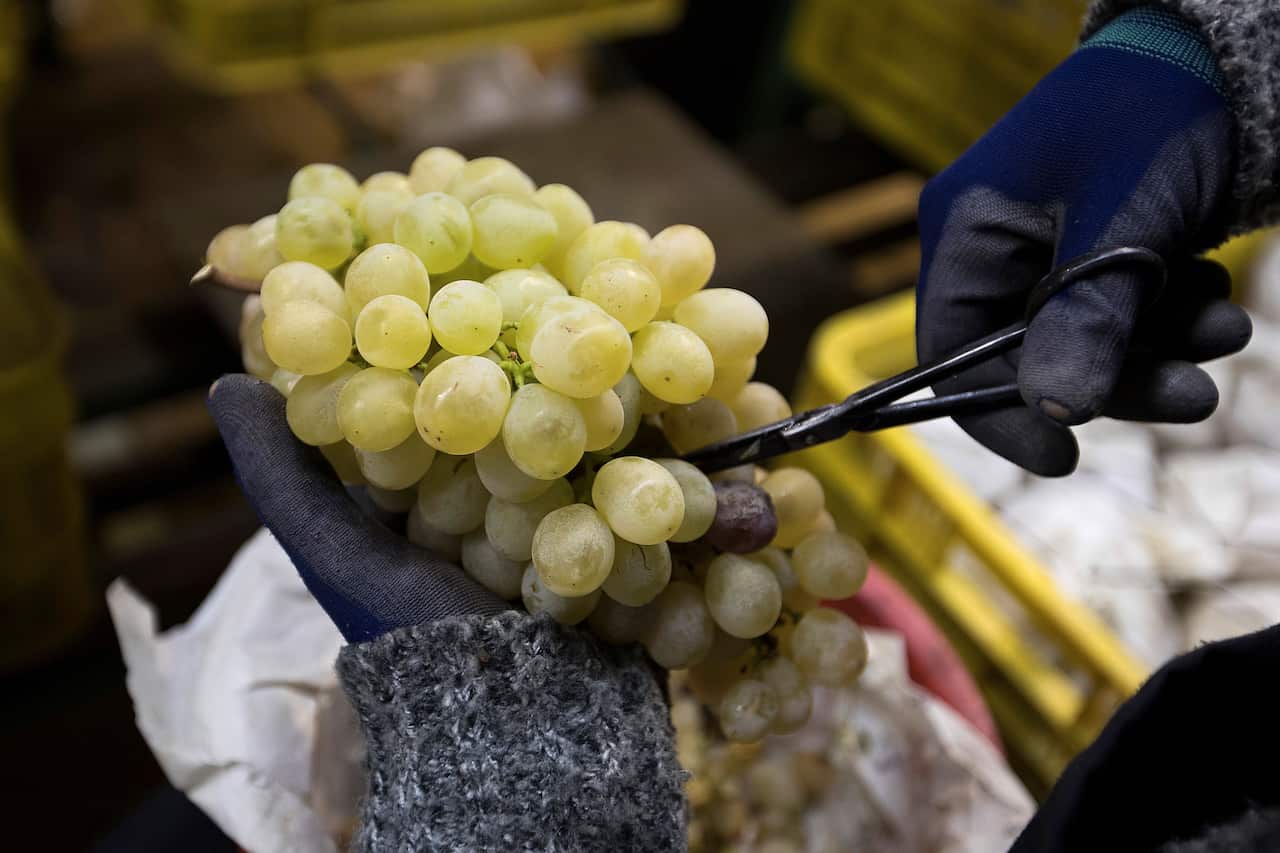 Hands holding a bunch of green grapes.