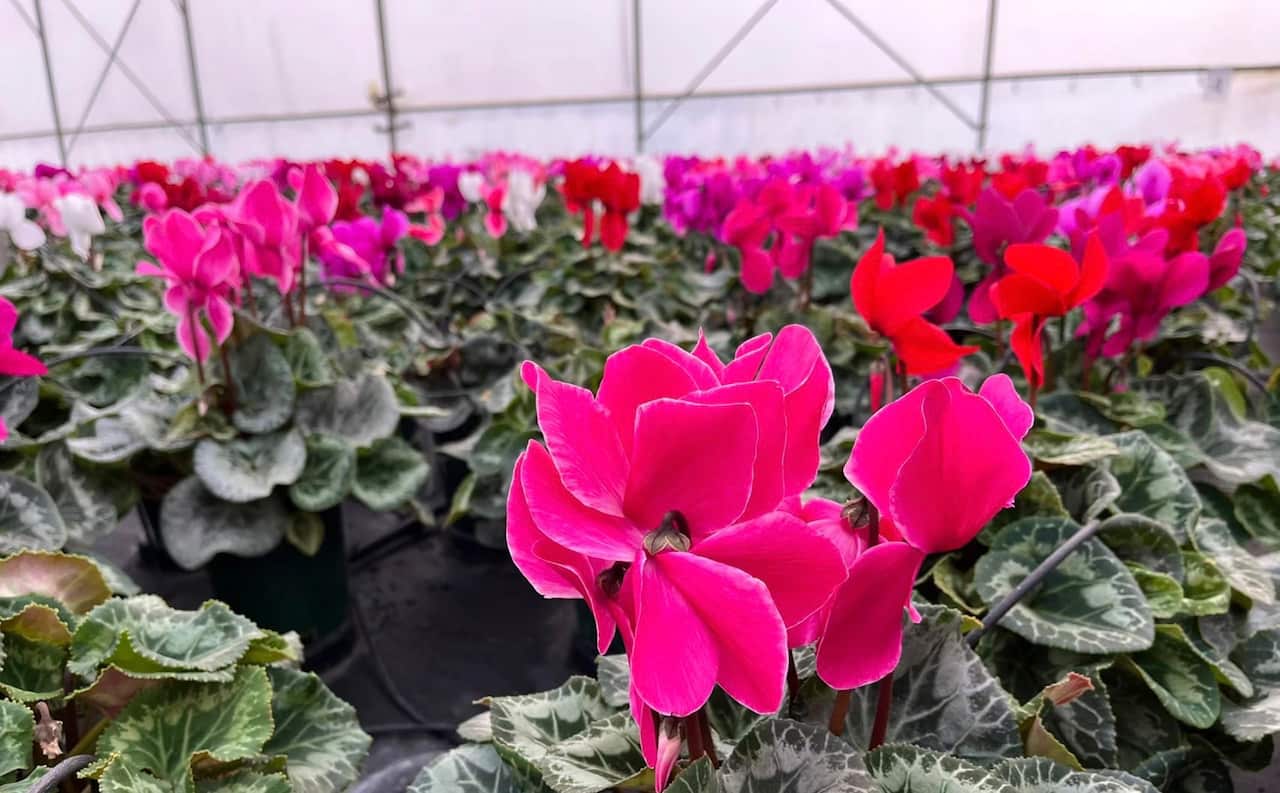 flowers for lunar new year 2023