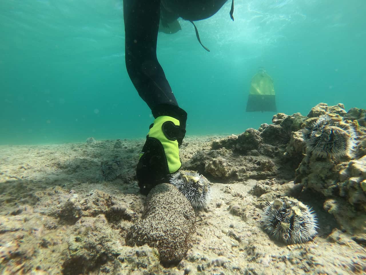 An underwater photo showing a diver collecting sea cucumbers, which are faceless slug-like sea creatures.