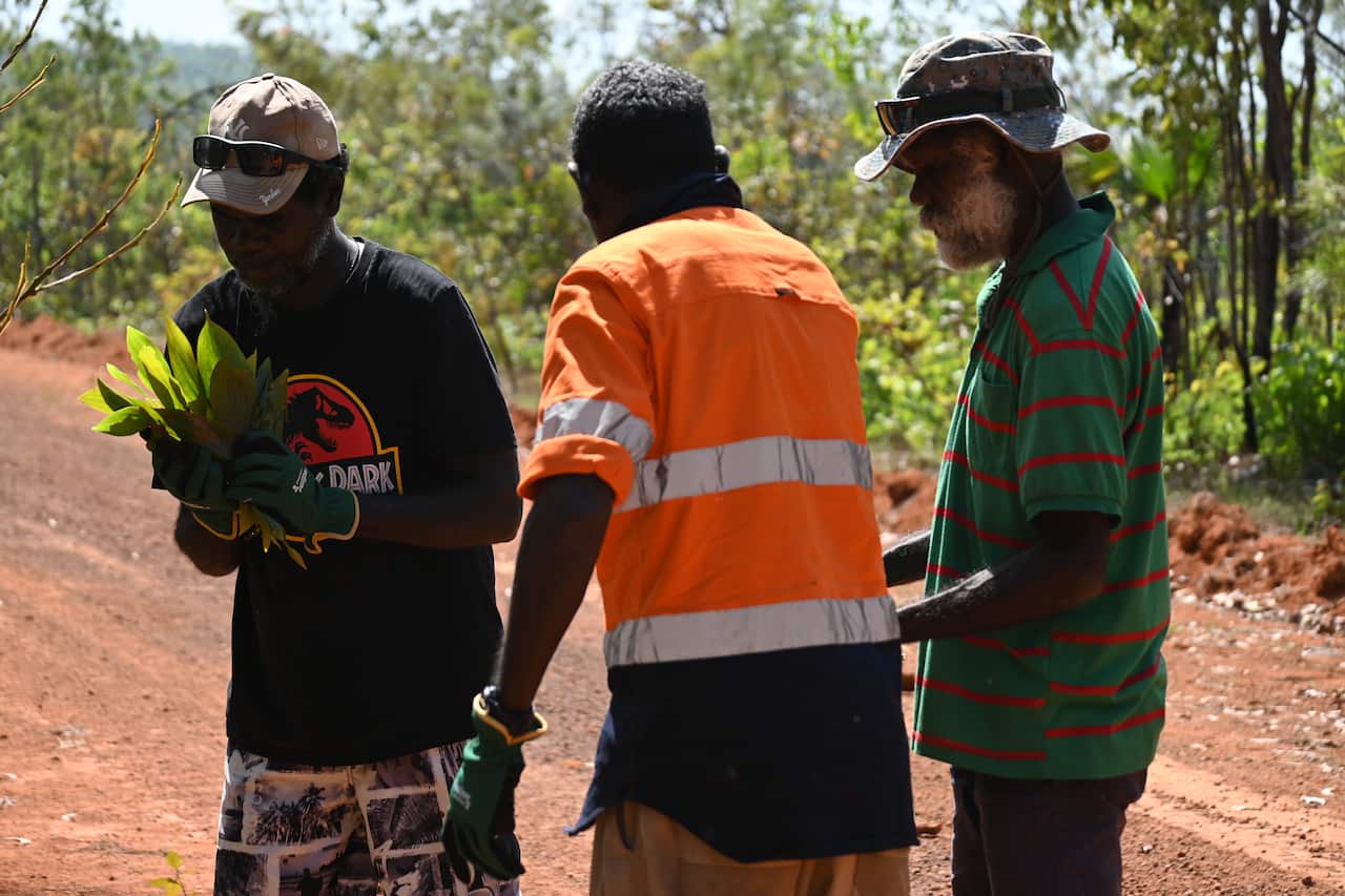 Wurankuwu Traditional owner Ron Poantimilui (Left) collects leaf samples with Paul Gerard Pilakui and Charles Michael Tipungwuti