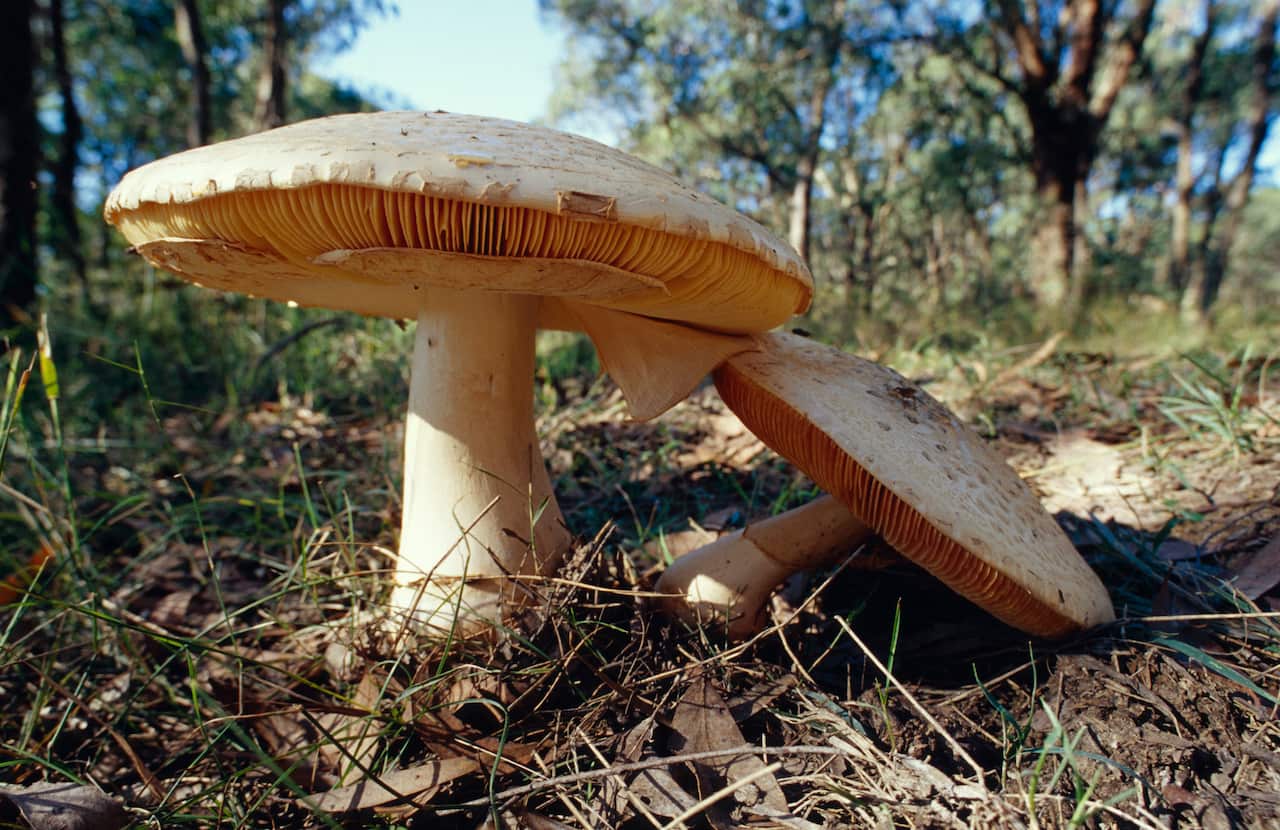 Australia Explained - Mushrooms at Yellingbo Nature Conservation Park, Victoria 