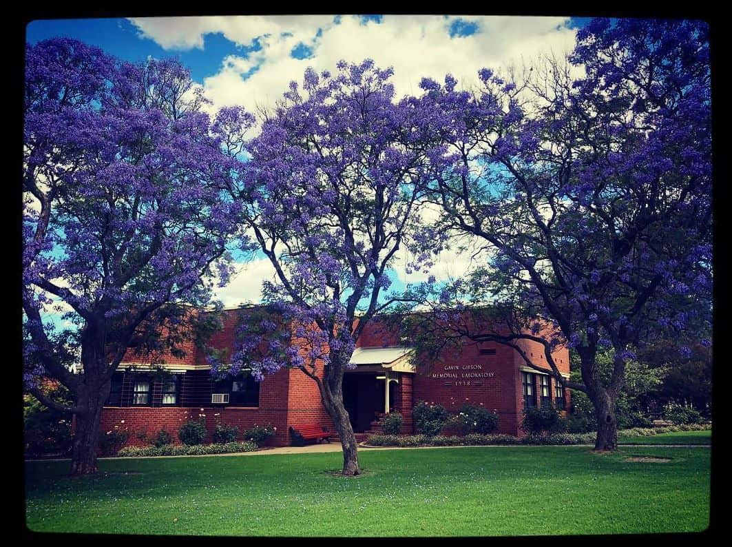 university of melbourne.jpg