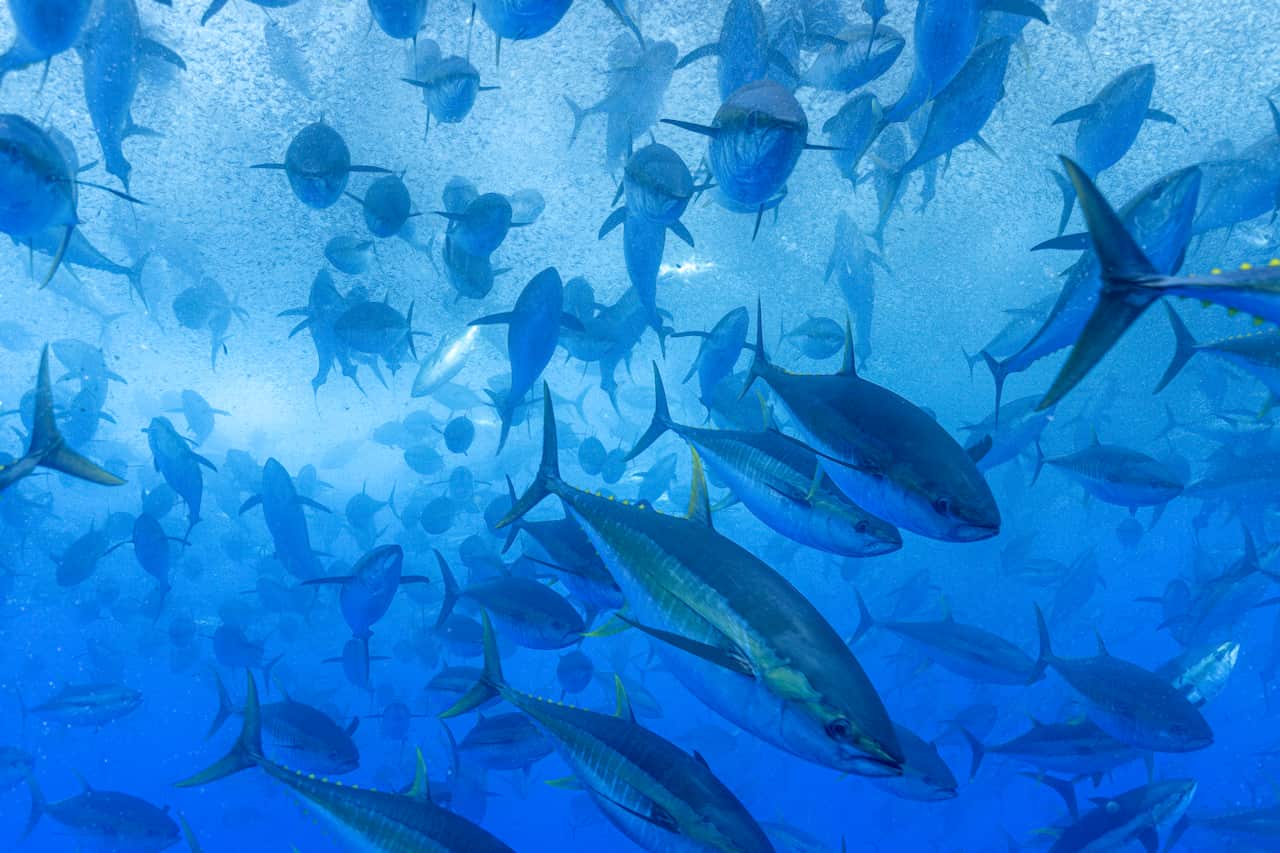 A dense, swirling school of yellowfin tuna.
