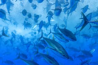 A dense, swirling school of yellowfin tuna.