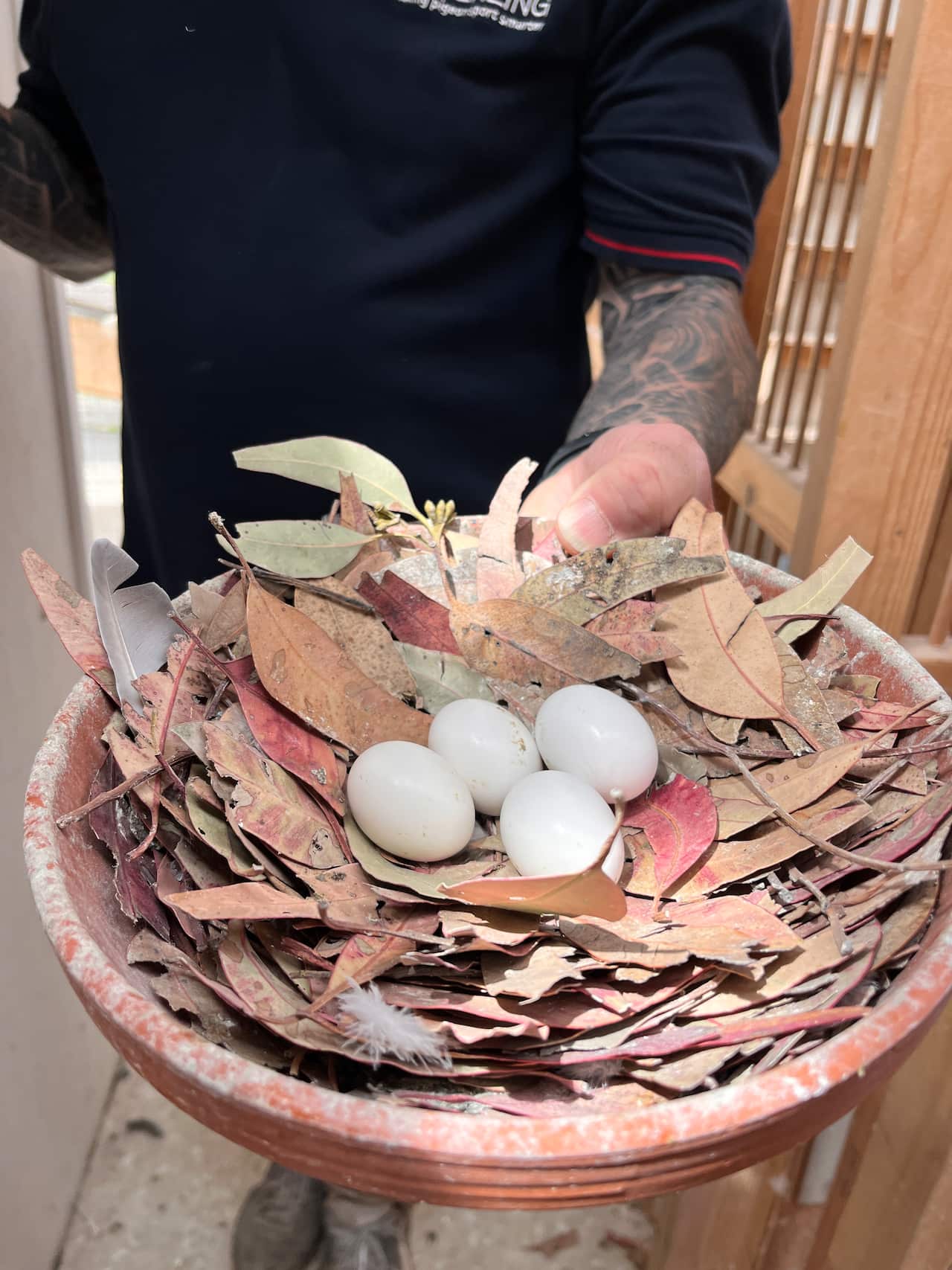 A bowl with dried leaves and small eggs in it. 