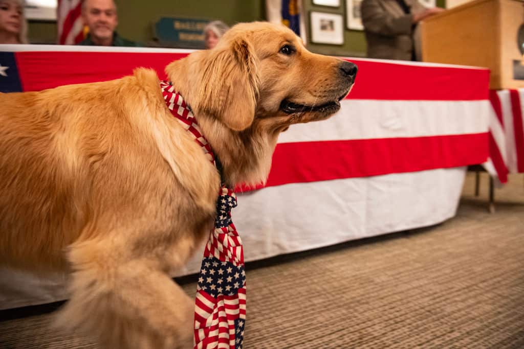 A dog wears a tie bearing the American flag 