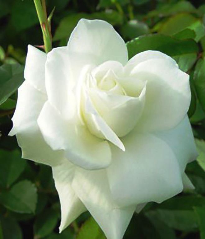 Image (3).jfif