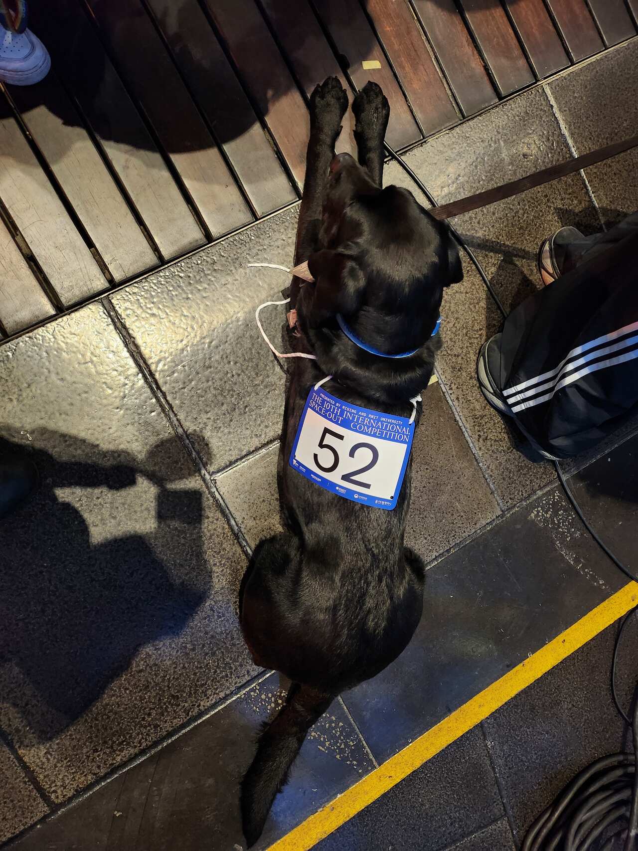 A black labrador with a blue and white piece of paper reading 52 on his back