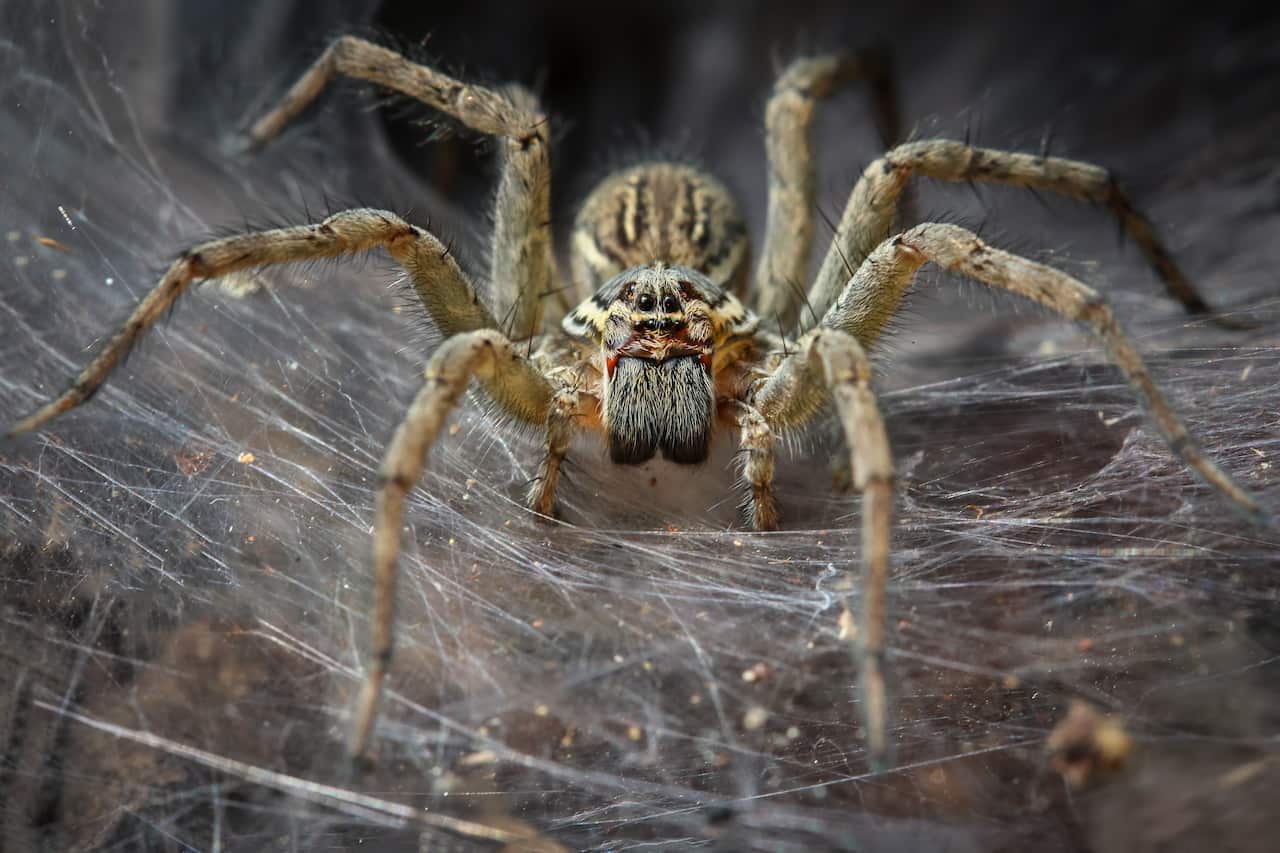 Funnel Spider Macro